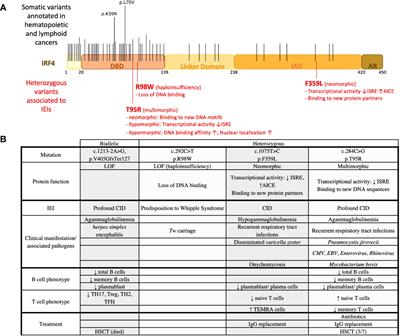 Human inborn errors of immunity associated with IRF4